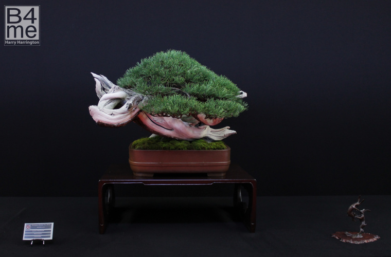 bonsai